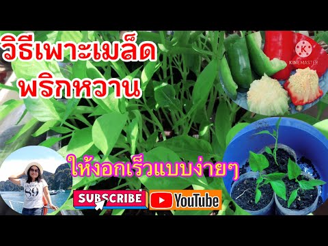 วิธีเพาะเมล็ดพริกหวาน(sweet pepper)ให้งอกเร็ว แบบง่ายๆ เริ่มจากเพาะเมล็ดสด ถึง ย้ายต้นกล้าพริกลงปลูก