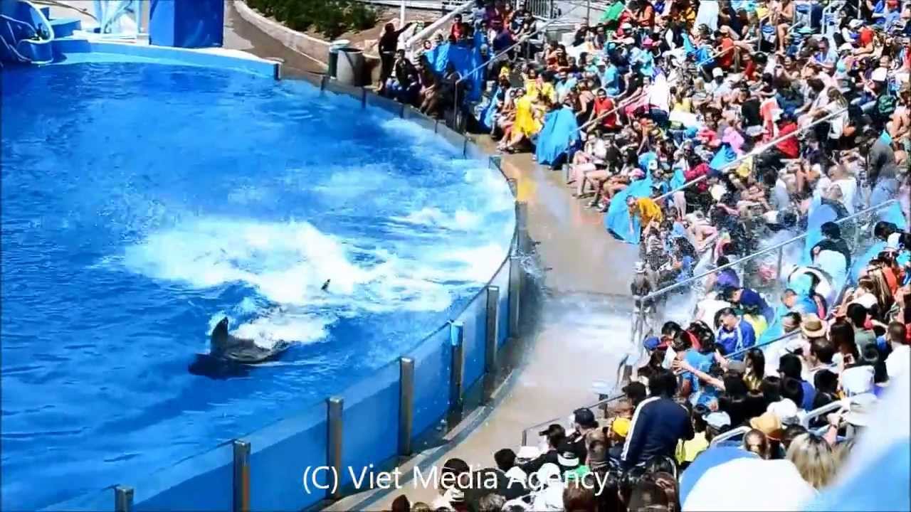 A beautiful day at SeaWorld, San Diego, California - YouTube