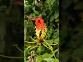 Gloriosa Superba Flame Lily Flower Birdsounds Beautifulflowersintheworld Gloriosa Shorts Leaf