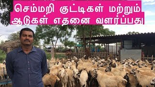 செம்மறி குட்டிகளை வளர்த்தால் இலாபமா | Sheep Farming Business