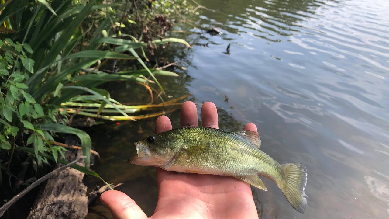 Amazonlike Swamp on Long Island! Largemouth Bass, Eastern Water Snakes