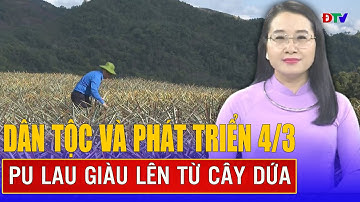 Pu Lau giàu lên từ cây dứa | Dân tộc và phát triển 4-03-2025 | Điện Biên TV