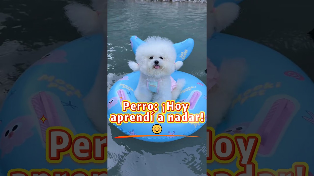 ¡Este cachorro aprendió a nadar en un segundo!🐶🌊
