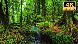 Nature Sounds 4K 🌿 Relaxing River Sounds, Beautiful Forest Sound, Peaceful Birds Chirping, Natural