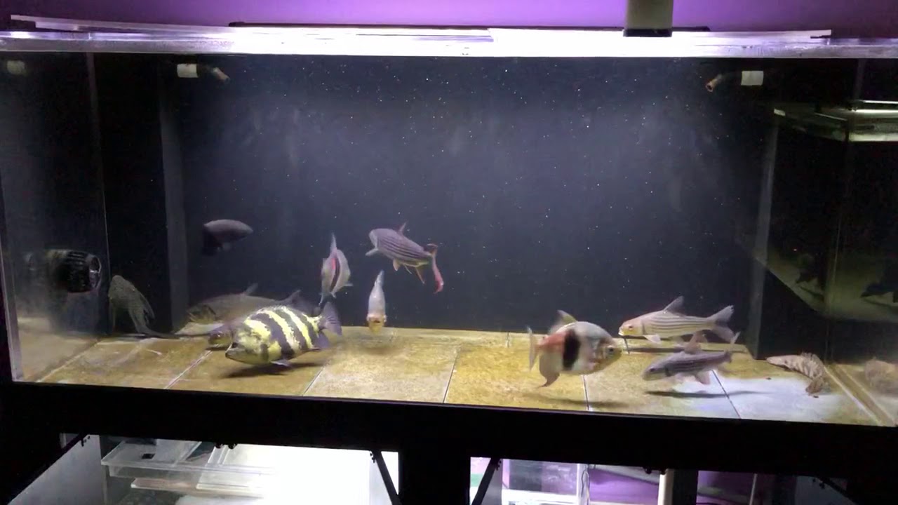 camera iphone 8 plus apk Feeding my 300 gallon tank