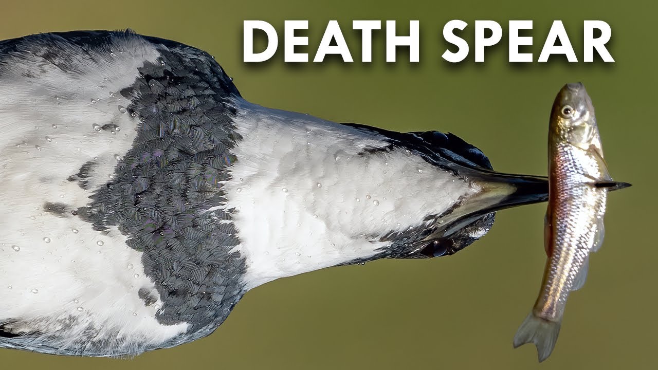 Belted Kingfishers Build Nests Out Of The Bones Of Their Prey YouTube belted-kingfishers-build-nests-out-of-the-bones-of-their-prey-youtube