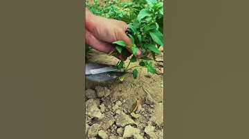 Harvest basil leaves with scissors #shorts