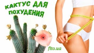 Кактус для похудения! Укрощаем аппетит просто!!! Худия гордония