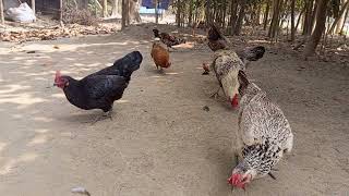 Nature Sound With My Backyard Chickens | Free Range Farming screenshot 3