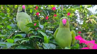 natural parrots female parrot talking ?ringneckparrot parrot