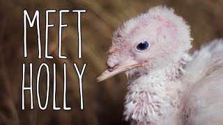 A turkey with missing beak - meet series ep. 4 holly