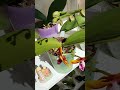 Азиатские Орхидеи ХОТЯТ ВПЕРВЫЕ ЗАЦВЕСТИ В ЖАРУ🥰💝🌸🦋