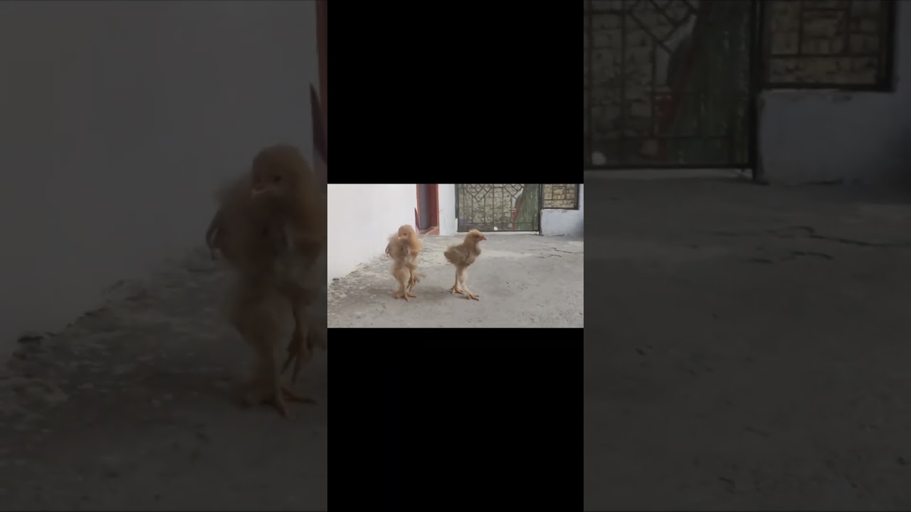 Heavy buff chicks || Golden heavy buff || Fancy chicks || Buff for sale 