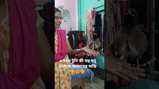 এ বাবা টুনি কী বড় হুনু এসেছে আমাদের বাড়ি 🥰😍🥰 #শালিক #talkingbird #viralvideo #love