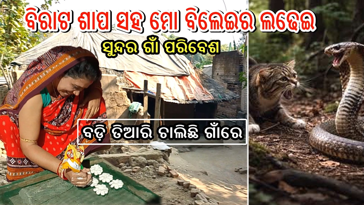 ବିରାଟ ଶାପ ସହ ମୋ ବିଲେଇର ଲଢେଇ II ବଡ଼ି ତିଆରି ଚାଲିଛି ଗାଁରେ II  ସୁନ୍ଦର ଗାଁ ପରିବେଶ