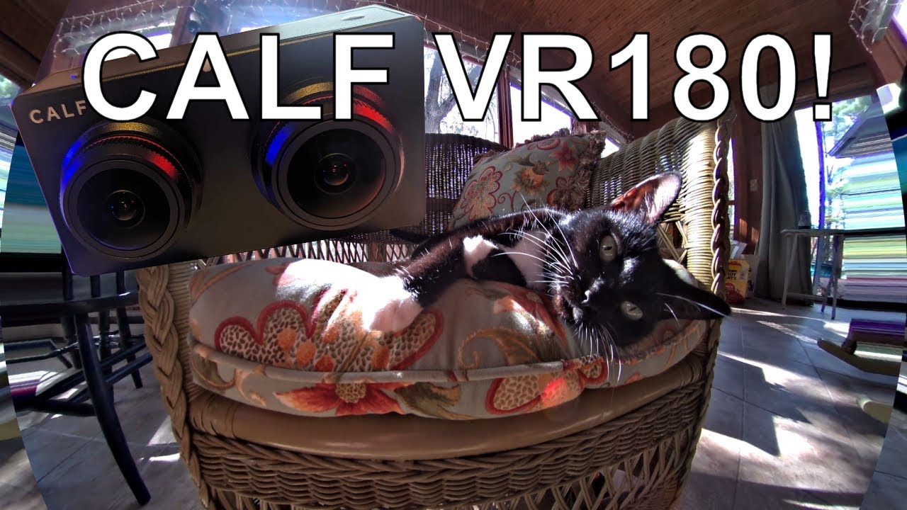 Vr Cat Machine Calf #vr180 VR Cat! 😻🐱👤😎 Relaxing Kitty. (TOO CLOSE!) - YouTube