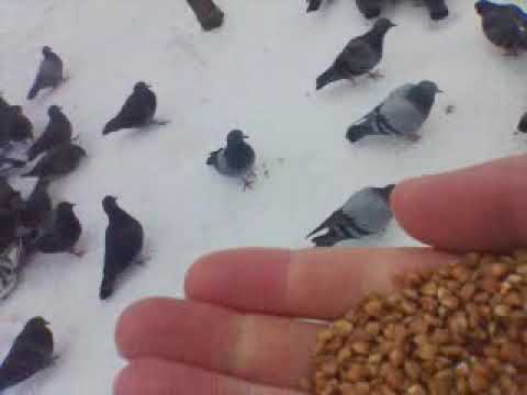 Как правильно зимой кормить голубей гречкой