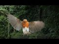 Robin in flight and feeding