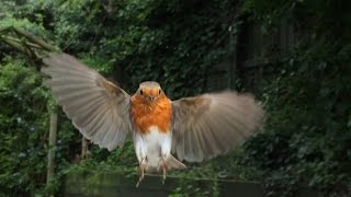 Robin in flight and feeding