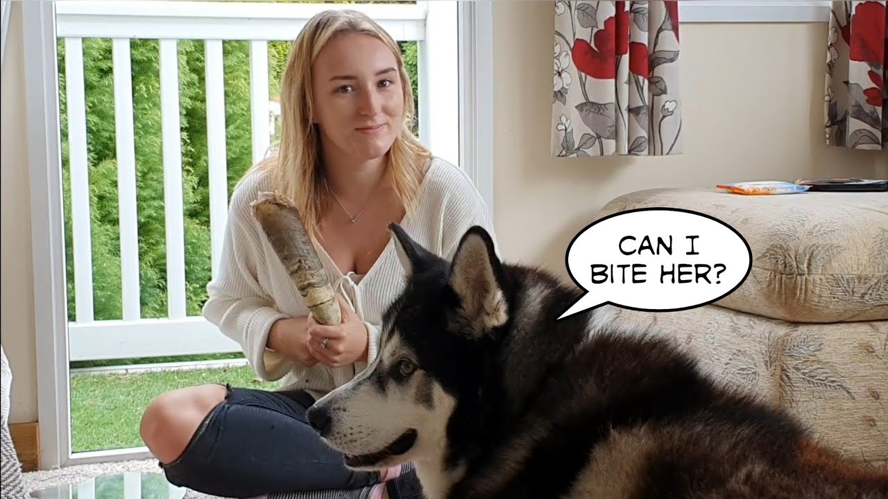 Dog and daughters love hate Relationship Dogs Cutest Reaction when