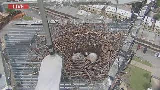 WATCH LIVE: HAWKS23 on the FOX23 SkyView Camera