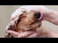 How to get rid of fleas fast: Consumer Reports offers pet owners step-by-step guidance