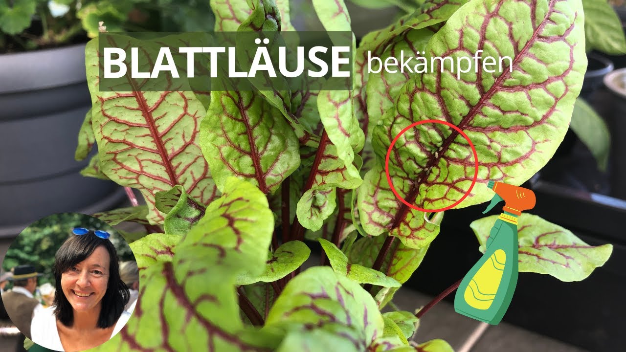 Blattläuse bekämpfen mit 3 Mitteln ohne Chemie - Blattläuse Hausmittel ...