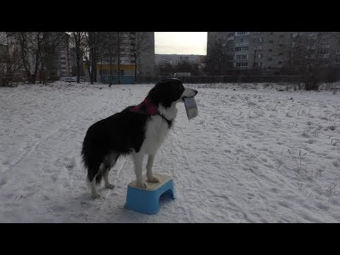 Повышение пищевой мотивации у собаки / Дрессировка собак