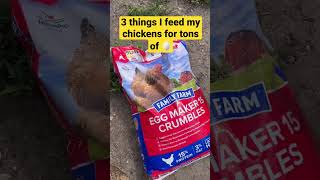 What to feed chickens for lots of eggs #chickens #backyardchickens #shorts ￼