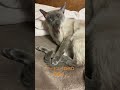 猫のミーナ♪ペロペロ