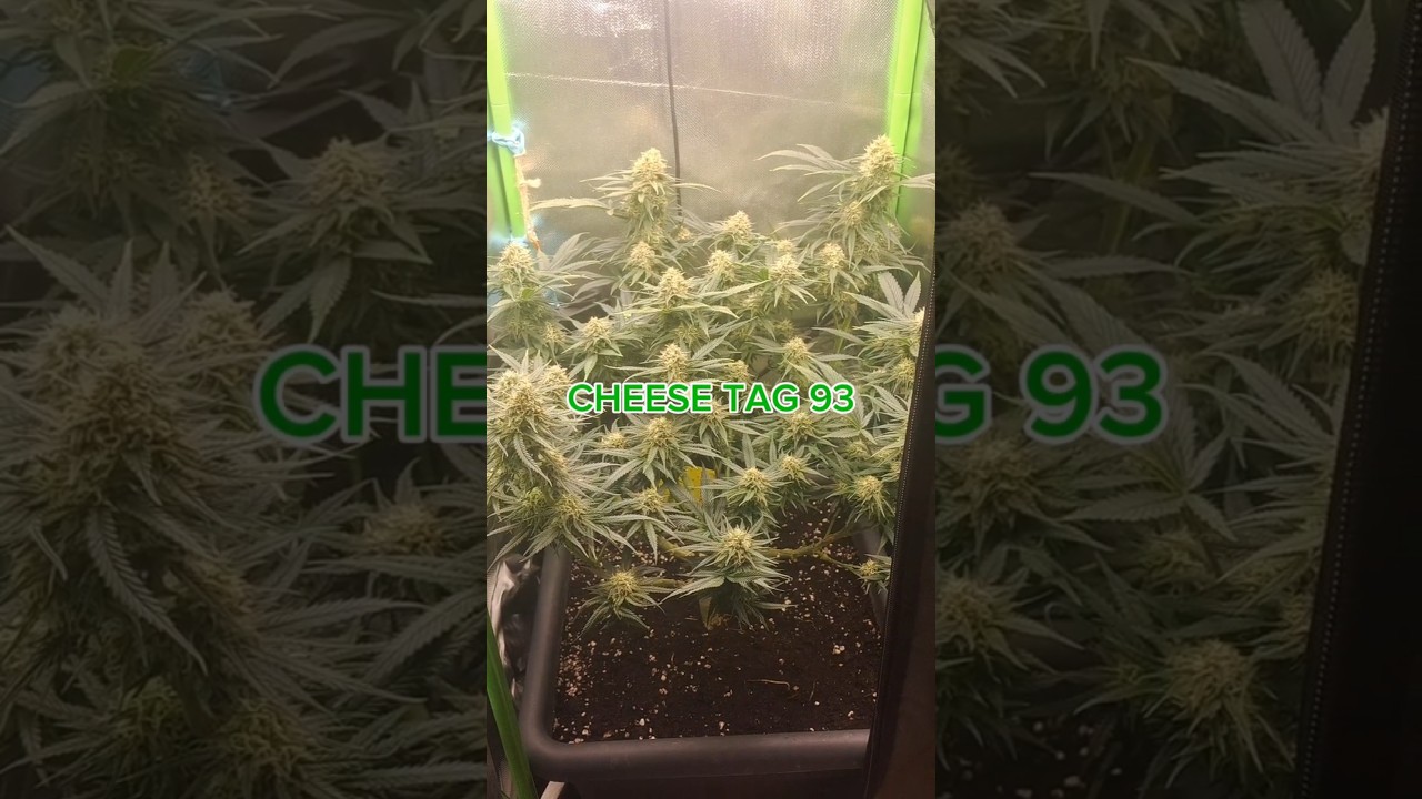 Mega dichte Blüten im 40x40 Zelt 🌱 Cheese ( Skunk x Northern Lights )  Tag 93