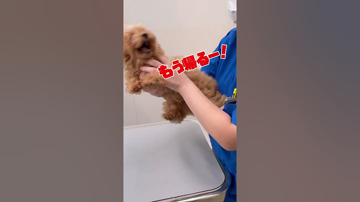 大絶叫！大暴れ！注射が嫌だ！子犬のトイプードルがとんでもない事に！衝撃映像 short version