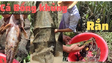 Quê nghèo TV / Đổ Lú Gặp Rắn  Được Cá Bống Tượng Khổng Lồ/