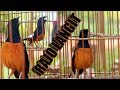 Kicau Burung Murai Batu Juara Rajo Langit Milik Sujar Ocit Mp3 - Mp4 Download