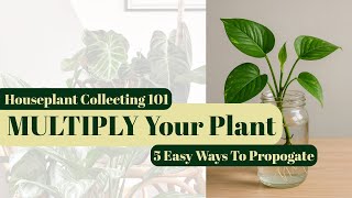 Famous Grow FREE Houseplants! 🌱 5 Simple Propagation Tricks You’ll Wish You Knew Wealth