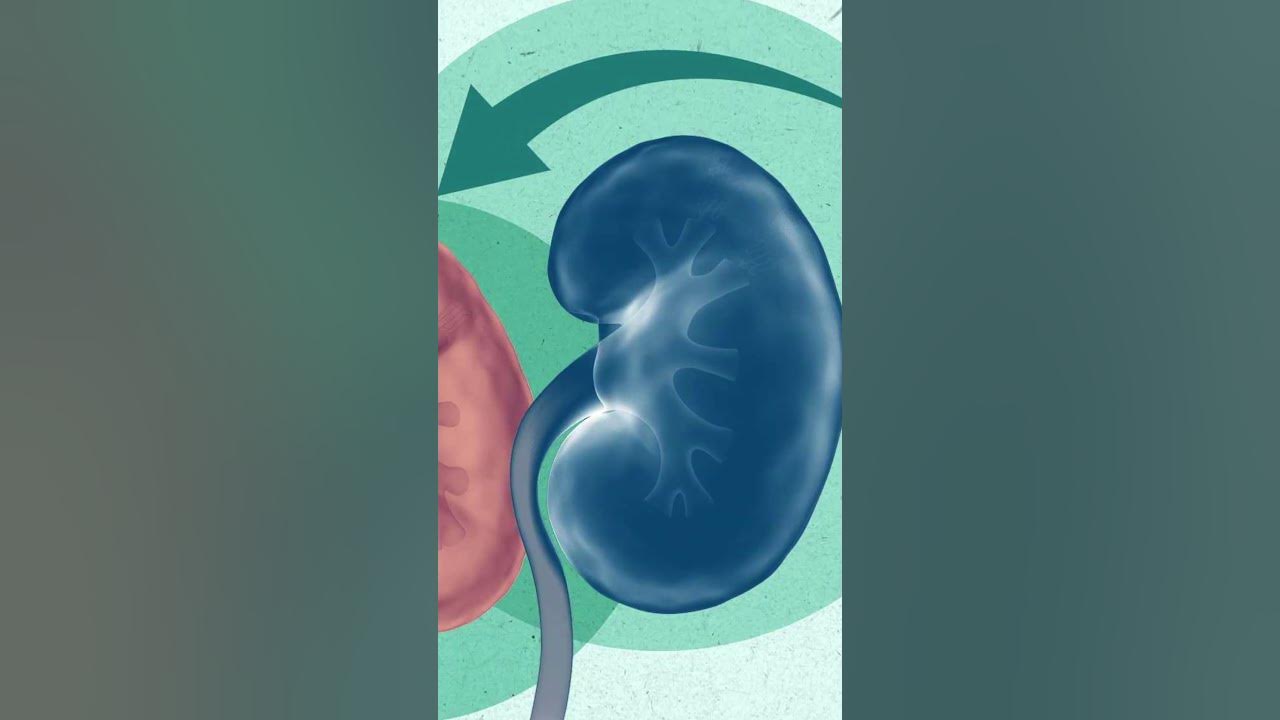 Can you reverse stage 1 kidney disease shorts youtube