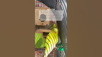 #سورة_المسد #المصحف #قرآن #العراق #السعودية #مصر #طيور #quran #birds #lovebirds #budgies #america