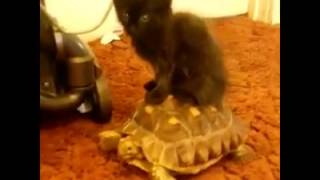 Cats are pure evil