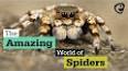 The Fascinating World of Arachnids ile ilgili video