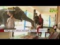 മിനി എന്ന ആനയും കൊളക്കാടൻ നാസറും തമ്മിലെ ബന്ധം | Pet Elephant | Mahout | News Theatre