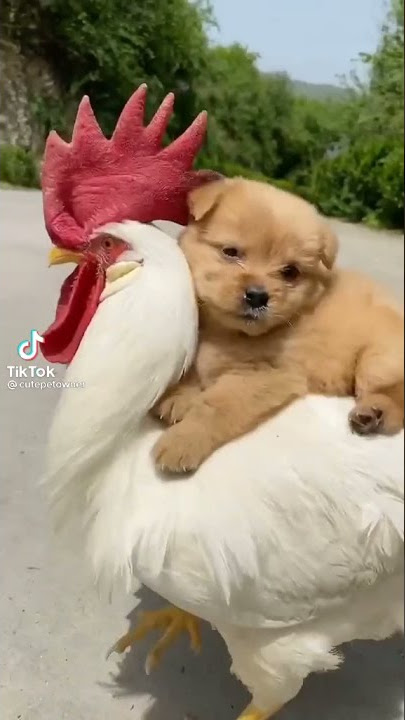 Aww So cute baby animal.Guguk lucu gemes naik ayam #lol #cutepuppy #short #bestfriend #fyp