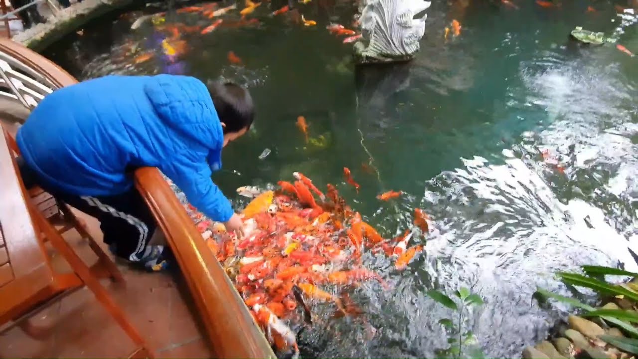 Thousands of KOI fish at a Cafe' - Koi pond with full of Koi - YouTube