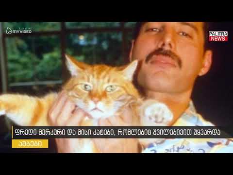 ფრედი მერკური და მისი კატები, რომლებიც შვილებივით უყვარდა