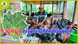 កសិករចិញ្ចឹមមាន់ត្រូវដឹង❗❗| វីធីធ្វើវ៉ាកសាំងធម្មជាតិសម្រាប់មាន់ 🐔🐔 ដោយឥតគិតថ្លៃ 💯💯