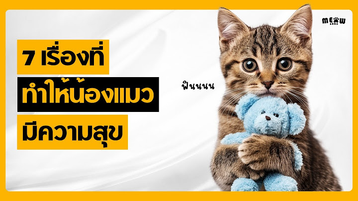 7 เรื่องที่ทำให้น้องแมวมีความสุข