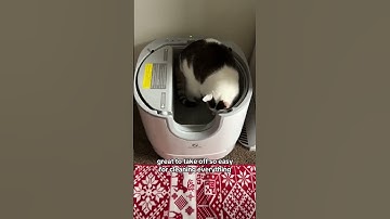 Open Top Automatic Litter Box | Cat Videos | Cat Tips | Self Cleaning Litter Box #cat #shorts