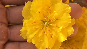 Review về giống mai cúc Bi (cúc Bi Tiên Sinh)