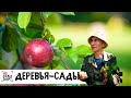 Деревья-сады // Нестандарт / Серия 5