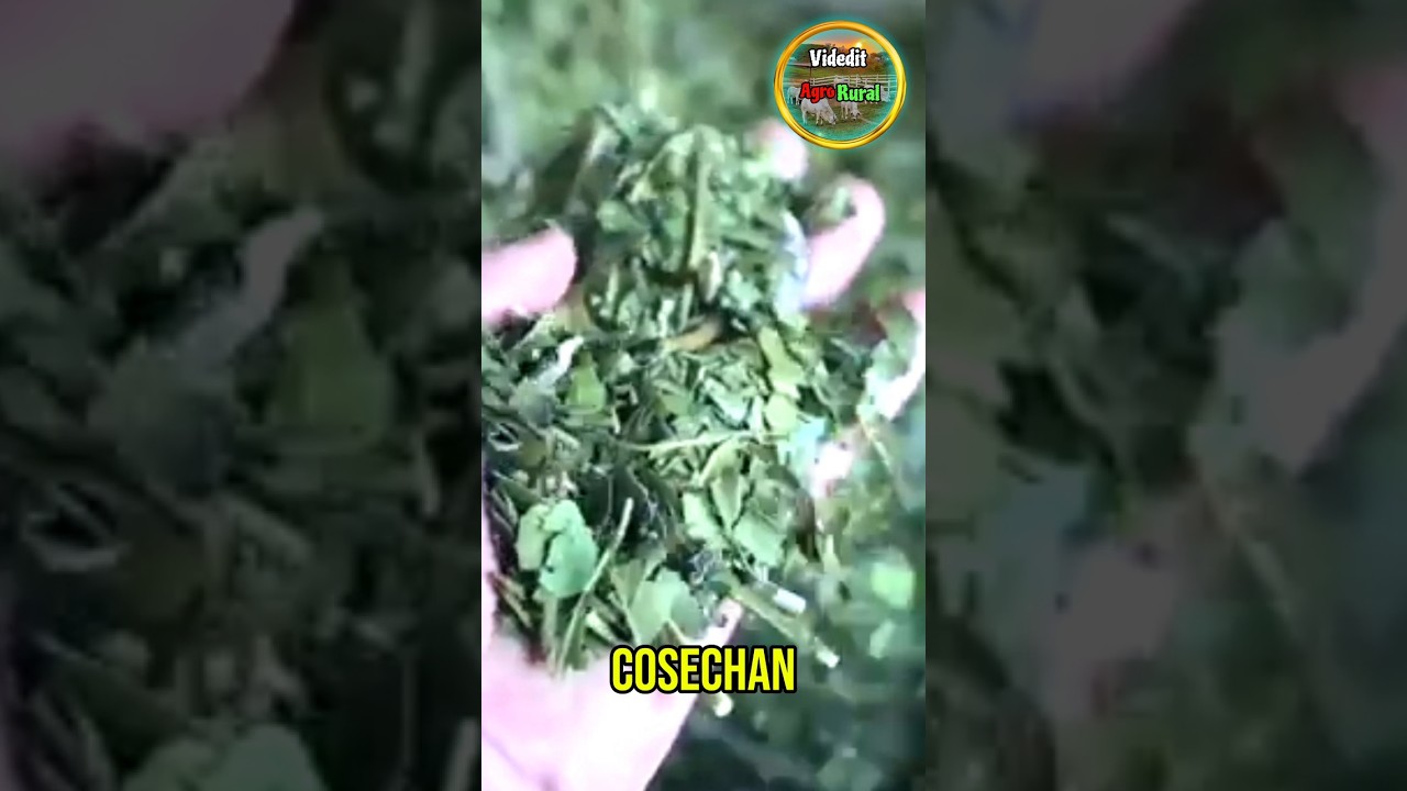 El PROCESO de la YERBA MATE... 