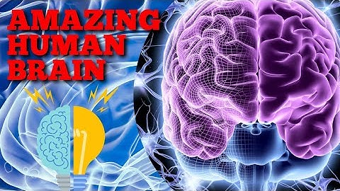 Unraveling the Enigma: The Human Brain